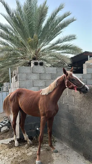 للبيع مهرة عربية