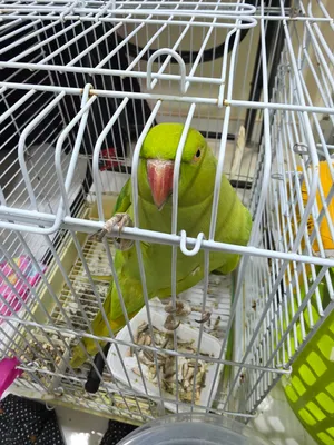 Green Parrot Female