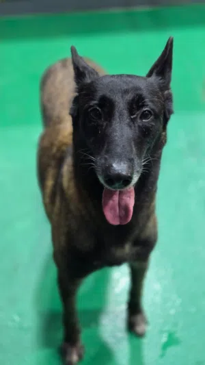 أنثى مالينوا بلجيكي (Belgian Malinois) بيور 100%