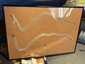 Authentic king snake shed - جلد ثعبان من نوع كنق سنيك