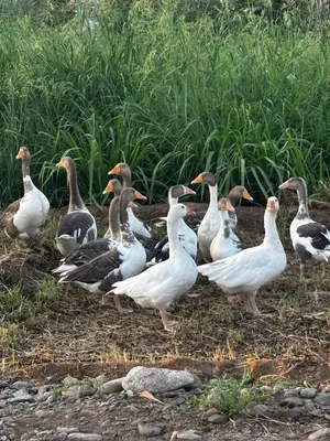 بط مسكوفي و وز كندي الجامبو