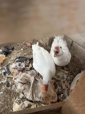وزتين إناث وذكر