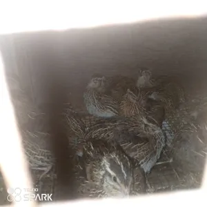 بيض فري للبيع سوبر جامبو