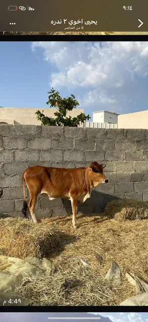 عجله أمورها طيبة