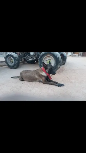 انثى مالينوا بيور