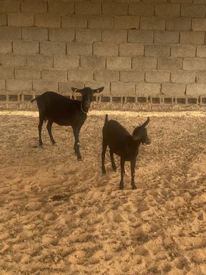 عنز وعناق مرسيانو