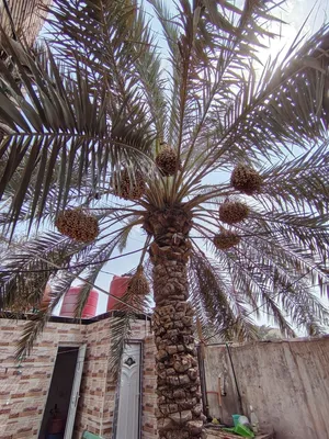 نخلة برحية للبيع مع الثمار