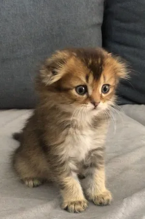Scottish fold kitten