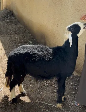 كبش نجدي خالي من العذاريب