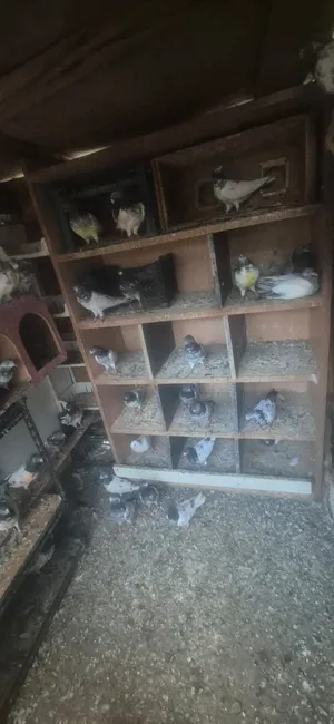 65 piece Pakistani pejion Darham location fujheria