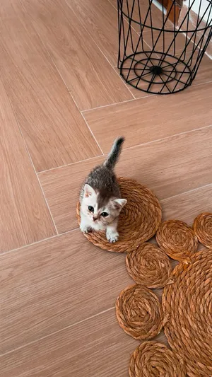 قطه سكوتش ستريت