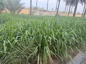 حشيش بانيكام اخضر