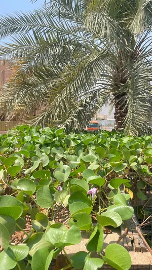 شجره متسلقة ومزهره وكثافتها عاليا