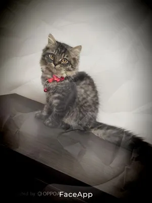 Premium Scottish Fold 4 Months Old  Brown Grey Tabby