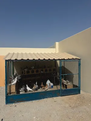 كل الحمام+القفص+الأغراض والمعدات والفيتامينات