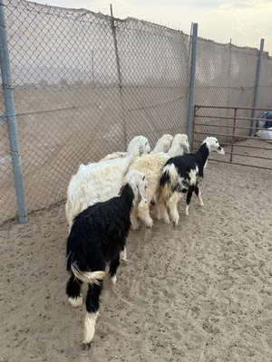 ذبايح نجد طيبه