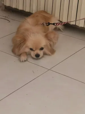 pomernian للييع
