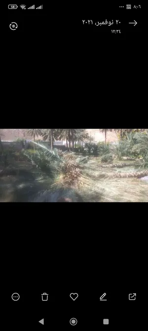 قص نخيل العوابي والرستاق