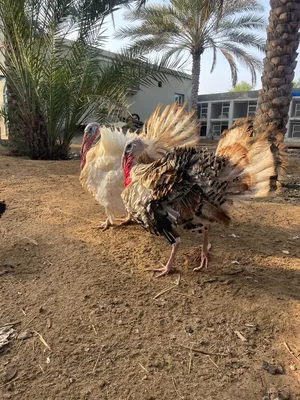 روميات ذكور عمر سنتين