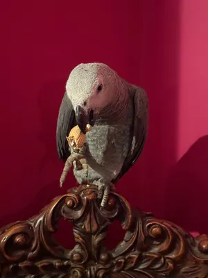 كاسكو زنجباري ماشاء الله حجم سوبر جامبو