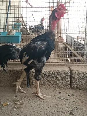 ديك باكستاني سندي اصل