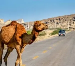 فرصة استثمارية رائعة لكل مستثمر مهتم