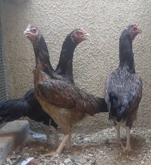 Three Pakistani Aseel Hens For Sale