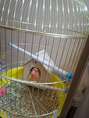 peach neck parrots for sale with home and cage