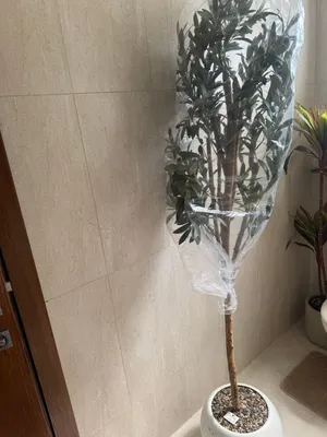شجره زيتون للبيع