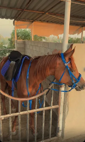 مدينت زايد
