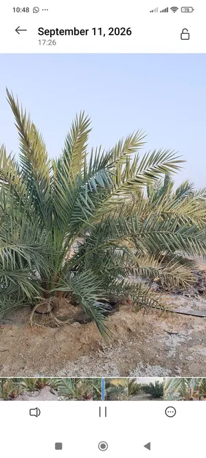 افراخ نخيل برحي للبيع بكميات مفتوحه