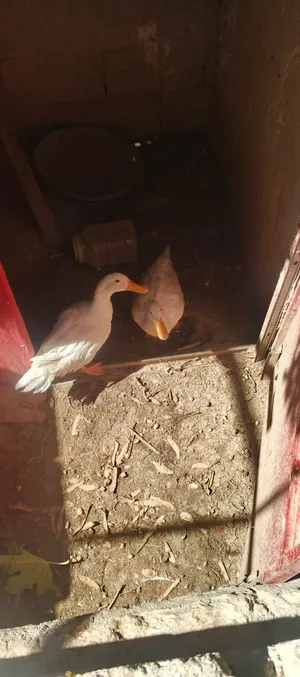 جوز بط للبيع