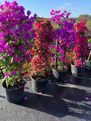 plants sell