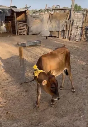 عجل تبارك الرحمن