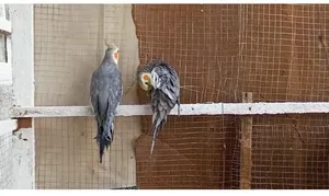 سلام عليكم زووج كوكتيل بسعر مناسب جدا نضيفات بس متروكات فترة بس العمل للبيع او مراوس بفناجس او كناري