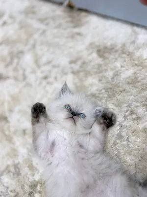 قطه قنتين ل ت