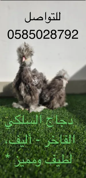 دجاج سيلكي للبيع – هادئ ولطيف ومناسب للتربية المنزلية