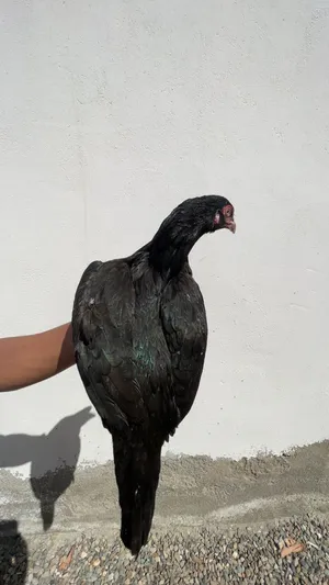 ديك و دجاجه للبدل ب طير