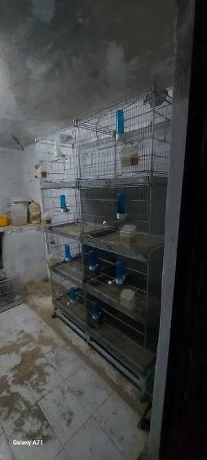 اقفاص طيور نضيفة