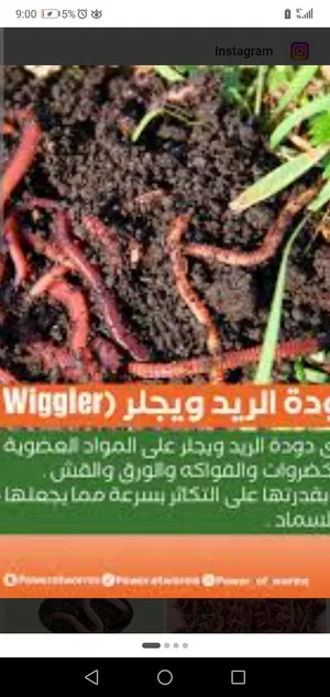 دودة سماد الكانبوست