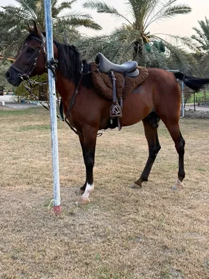 خيل عربي فحل