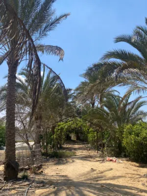 Farm Land for Sale in Ismailia Tal al-Kebeer