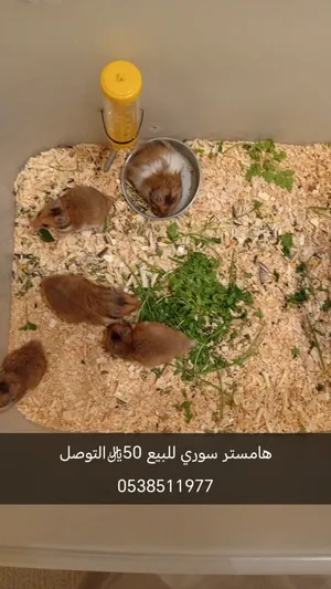 هامستر سوري للبيع