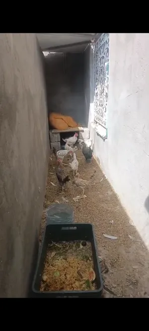 زوج 20 شرط صحة لا تتصل على رقم راسلني على برنامج دجاج كبار سهر شهرين وبيض