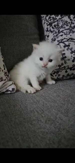 للبيع راق دول بيور العمر شهر و نص