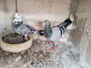 حمام للبيع اقرأ الوصف جيدا