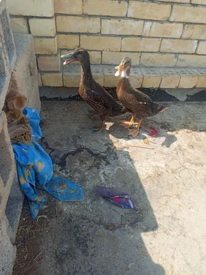 زوج بشه خضري
