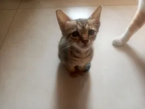 Arabian Mau for adoption