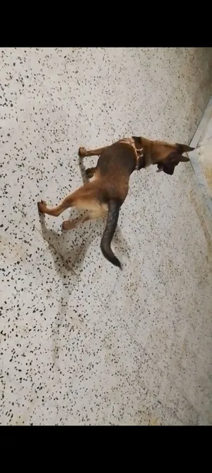 جرو مالينوا مطعم بالكتيب