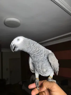 كاسكو زنجباري رمادي الافريقي